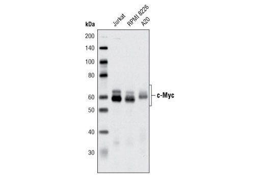undefined Image 22: Wnt/beta-Catenin Activated Targets Antibody Sampler Kit