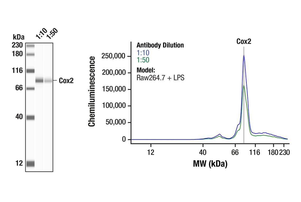 Western Blotting Image 1: Cox2 (D5H5) Rabbit Monoclonal Antibody