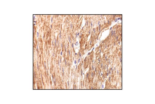 Immunohistochemistry Image 1: Pan-Actin Antibody