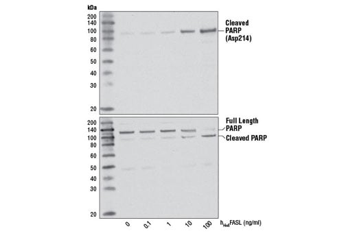 undefined Image 3: Human <sub>His6</sub>Fas Ligand/TNFSF6 (h<sub>His6</sub>FasL)