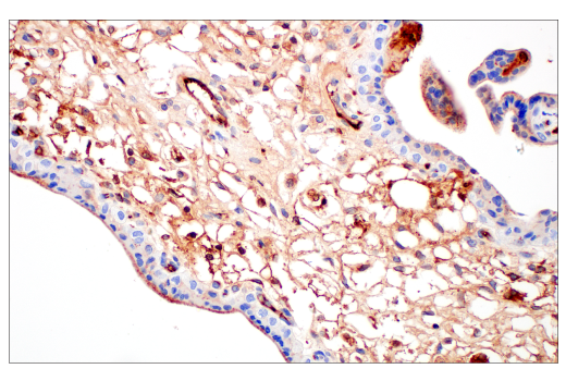 Immunohistochemistry Image 4: ApoE (pan) (E8C2U) Mouse Monoclonal Antibody