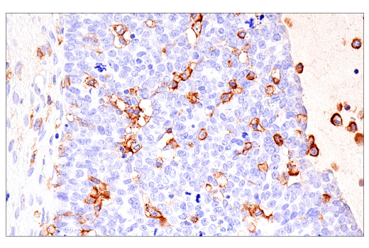Immunohistochemistry Image 2: CD16 (2H7) Mouse Monoclonal Antibody