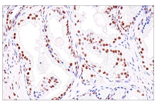 Immunohistochemistry Image 9: USP39 (E8U2M) Rabbit Monoclonal Antibody