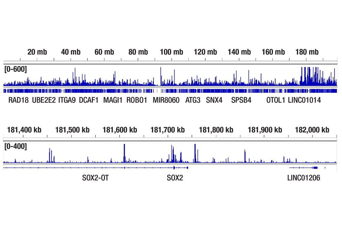 undefined Image 12: BAF Complex Antibody Sampler Kit