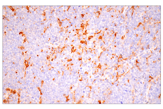 Immunohistochemistry Image 7: Cathepsin D (E7Z4L) Rabbit Monoclonal Antibody