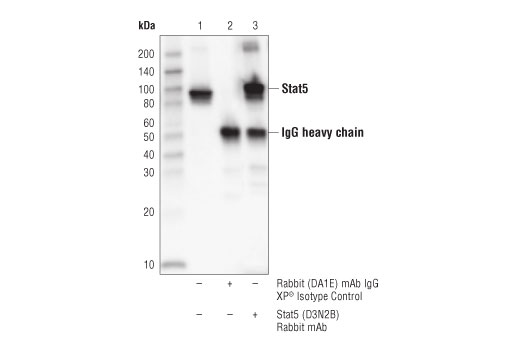 Immunoprecipitation Image 1: Stat5 (D3N2B) Rabbit Monoclonal Antibody