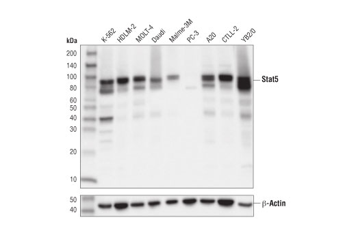 Western Blotting Image 1: Stat5 (D2O6Y) Rabbit mAb (BSA and Azide Free)