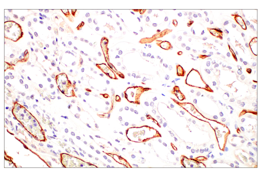 Immunohistochemistry Image 7: PLVAP (E3X9D) Rabbit Monoclonal Antibody