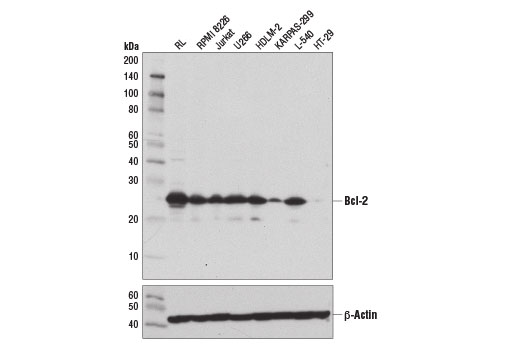 Western Blotting Image 2: Bcl-2 (124) Mouse Monoclonal Antibody