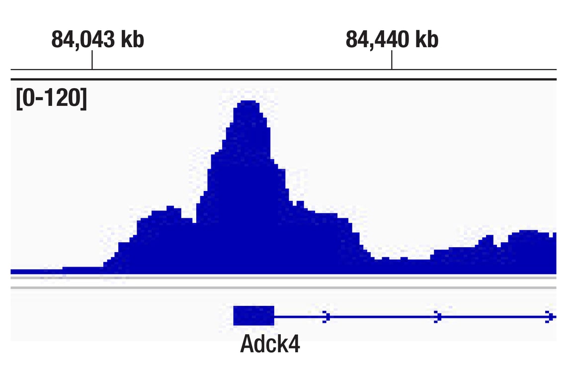 CUT & RUN Image 2: Phospho-c-Jun (Ser63) (E6I7P) Rabbit Monoclonal Antibody