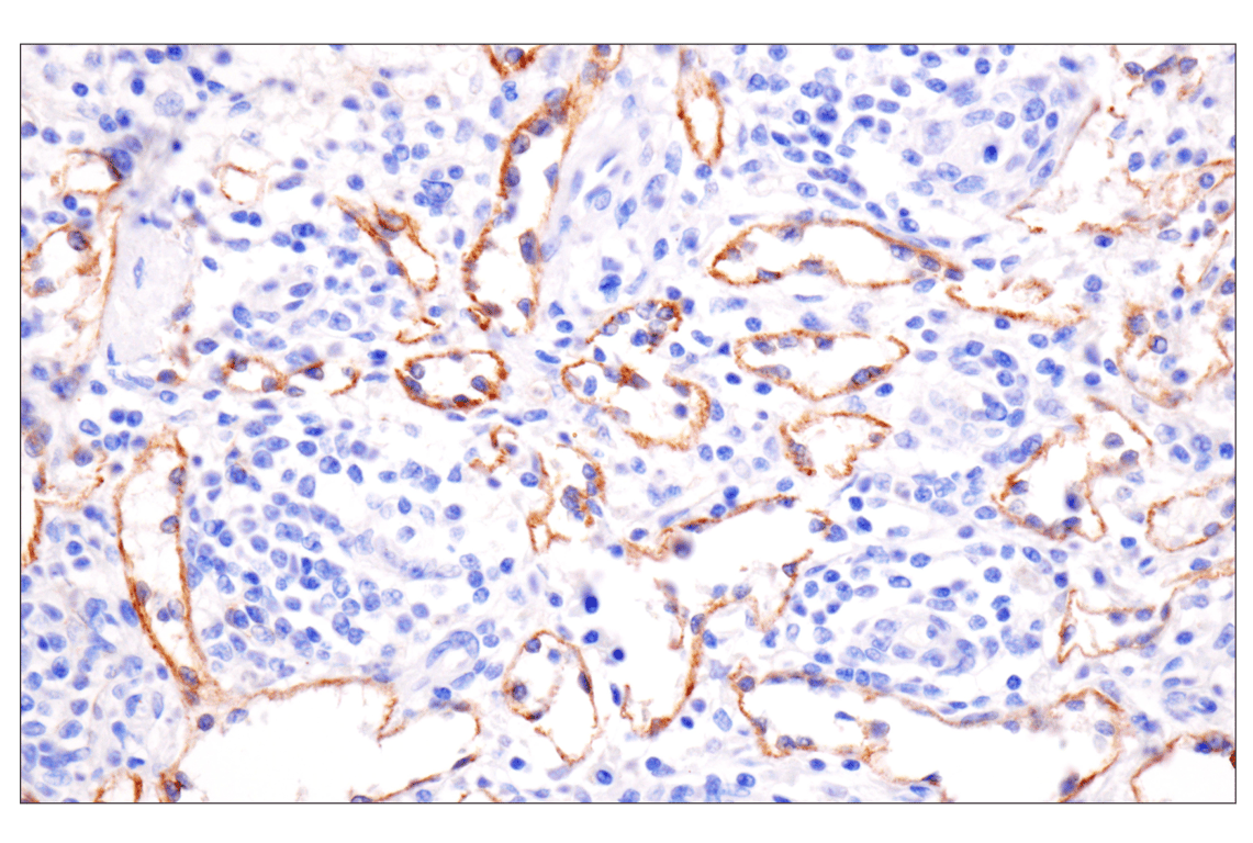 Immunohistochemistry Image 5: N-Cadherin (13A9) Mouse Monoclonal Antibody