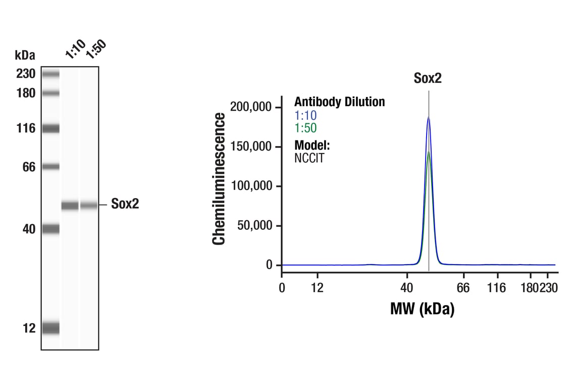 Western Blotting Image 1: Sox2 (D9B8N) Rabbit Monoclonal Antibody