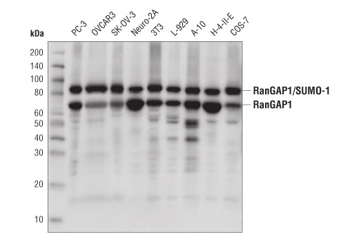 Western Blotting Image 1: RanGAP1 (D2T7T) Rabbit mAb