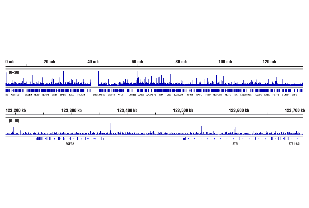 CUT & RUN Image 2: GATA-6 (D61E4) Rabbit Monoclonal Antibody
