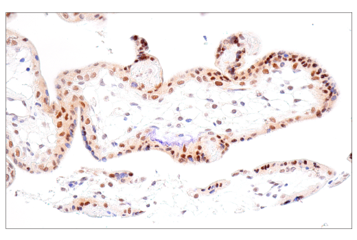 Immunohistochemistry Image 5: NSUN2 (E9Y5E) Rabbit Monoclonal Antibody