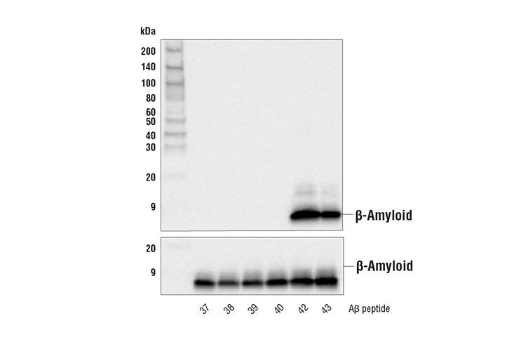 Western Blotting Image 1: beta-Amyloid (1-42) (D9A3A) Rabbit Monoclonal Antibody