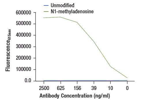 undefined Image 1: N1-Methyladenosine (m1A) (E8S7H) Rabbit Monoclonal Antibody