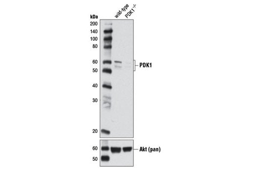 undefined Image 8: PTEN and PDK1 Antibody Sampler Kit II