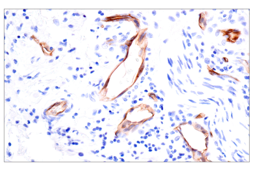 Immunohistochemistry Image 4: PODXL (E8O1S) Rabbit Monoclonal Antibody