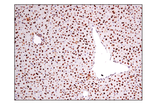 Immunohistochemistry Image 7: Ape1 (E5Y2C) Rabbit Monoclonal Antibody