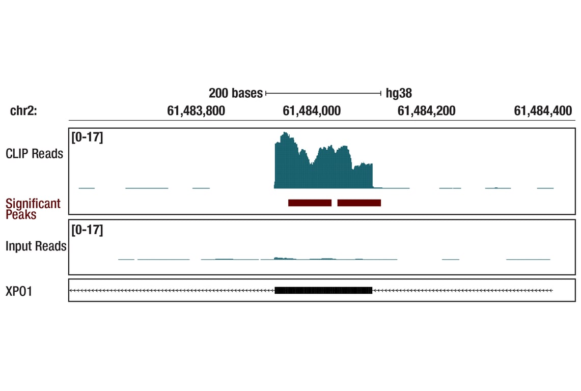 eCLIP Image 1: THOC4/ALY (D3R4R) Rabbit Monoclonal Antibody