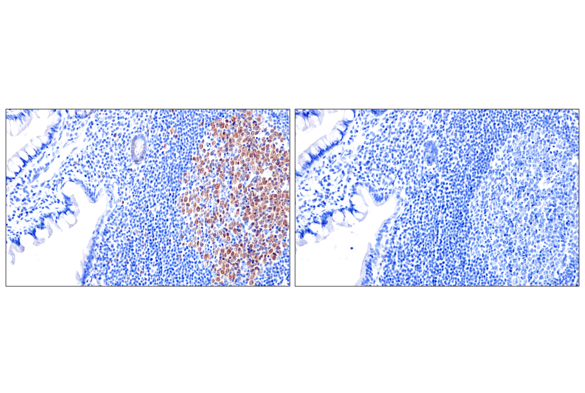 Immunohistochemistry Image 13: Chk1 (2G1D5) Mouse Monoclonal Antibody (BSA and Azide Free)