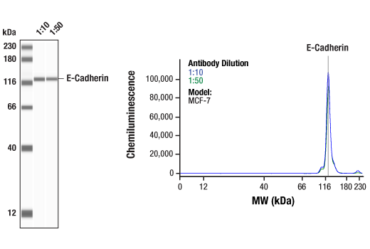 Western Blotting Image 1: E-Cadherin (24E10) Rabbit Monoclonal Antibody