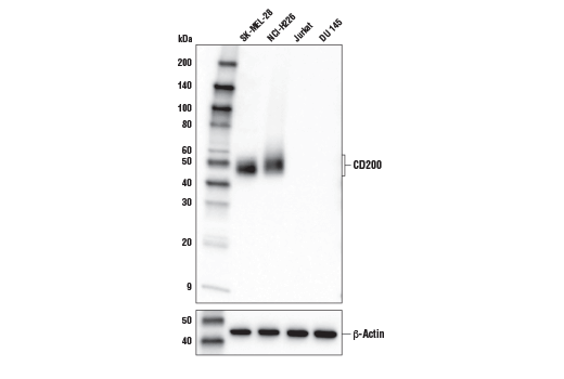 Western Blotting Image 1: CD200 (E2K4C) Rabbit mAb