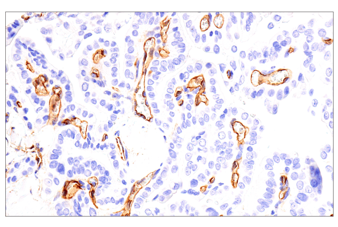 Immunohistochemistry Image 2: EMCN (E3Z4D) Rabbit Monoclonal Antibody (BSA and Azide Free)