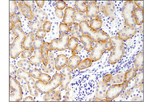 Immunohistochemistry Image 3: Claudin-2 (E1H9O) Rabbit Monoclonal Antibody (IHC Formulated)