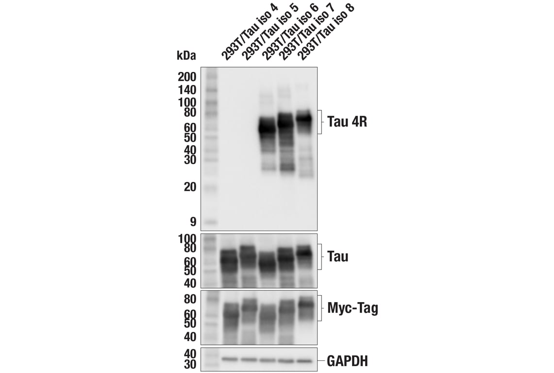 Western Blotting Image 1: Tau 4R (F4O1Y) Mouse mAb