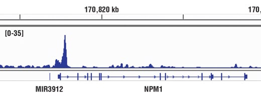 Chromatin Immunoprecipitation Image 1: c-Myc/N-Myc (D3N8F) Rabbit Monoclonal Antibody