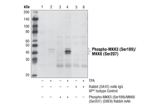 Immunoprecipitation Image 1: Phospho-MKK3 (Ser189)/MKK6 (Ser207) (D8E9) Rabbit Monoclonal Antibody
