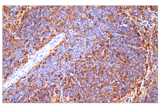 Immunohistochemistry Image 14: p22phox (E7Y1F) Rabbit Monoclonal Antibody (BSA and Azide Free)