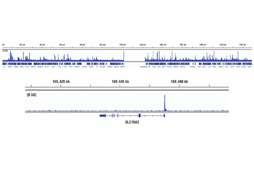 Chromatin Immunoprecipitation Image 2: Glucocorticoid Receptor (D6H2L) Rabbit Monoclonal Antibody