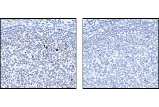 Immunohistochemistry Image 3: Phospho-Histone H3 (Thr3) Antibody