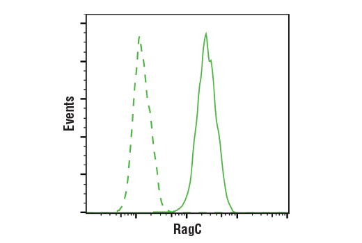 undefined Image 16: mTOR Regulation Antibody Sampler Kit