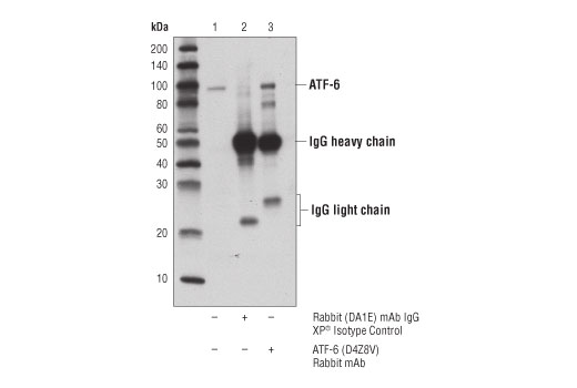 Immunoprecipitation Image 1: ATF-6 (D4Z8V) Rabbit Monoclonal Antibody