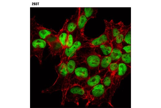 Immunofluorescence Image 1: CHD4 (D4B7) Rabbit Monoclonal Antibody