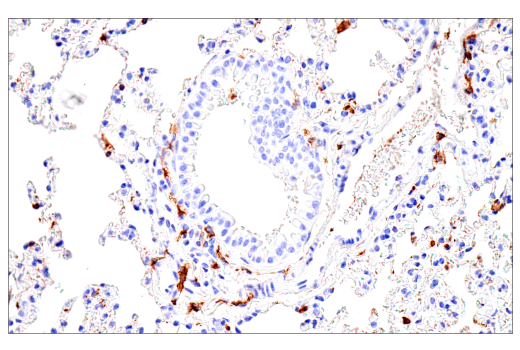 Immunohistochemistry Image 13: FcR gamma (E6Y1A) Rabbit Monoclonal Antibody (BSA and Azide Free)