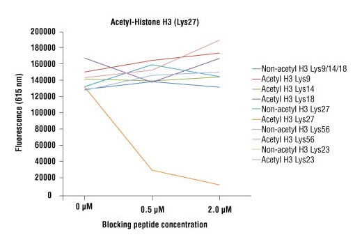 undefined Image 1: Acetyl-Histone H3 (Lys27) (D5E4) Rabbit Monoclonal Antibody (BSA and Azide Free)