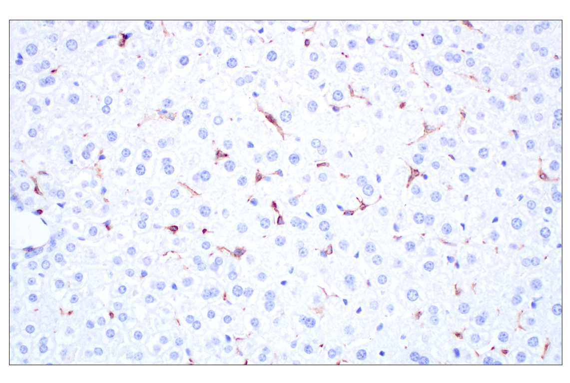 Immunohistochemistry Image 5: Siglec-1/CD169 (E1D7G) Rabbit Monoclonal Antibody (BSA and Azide Free)