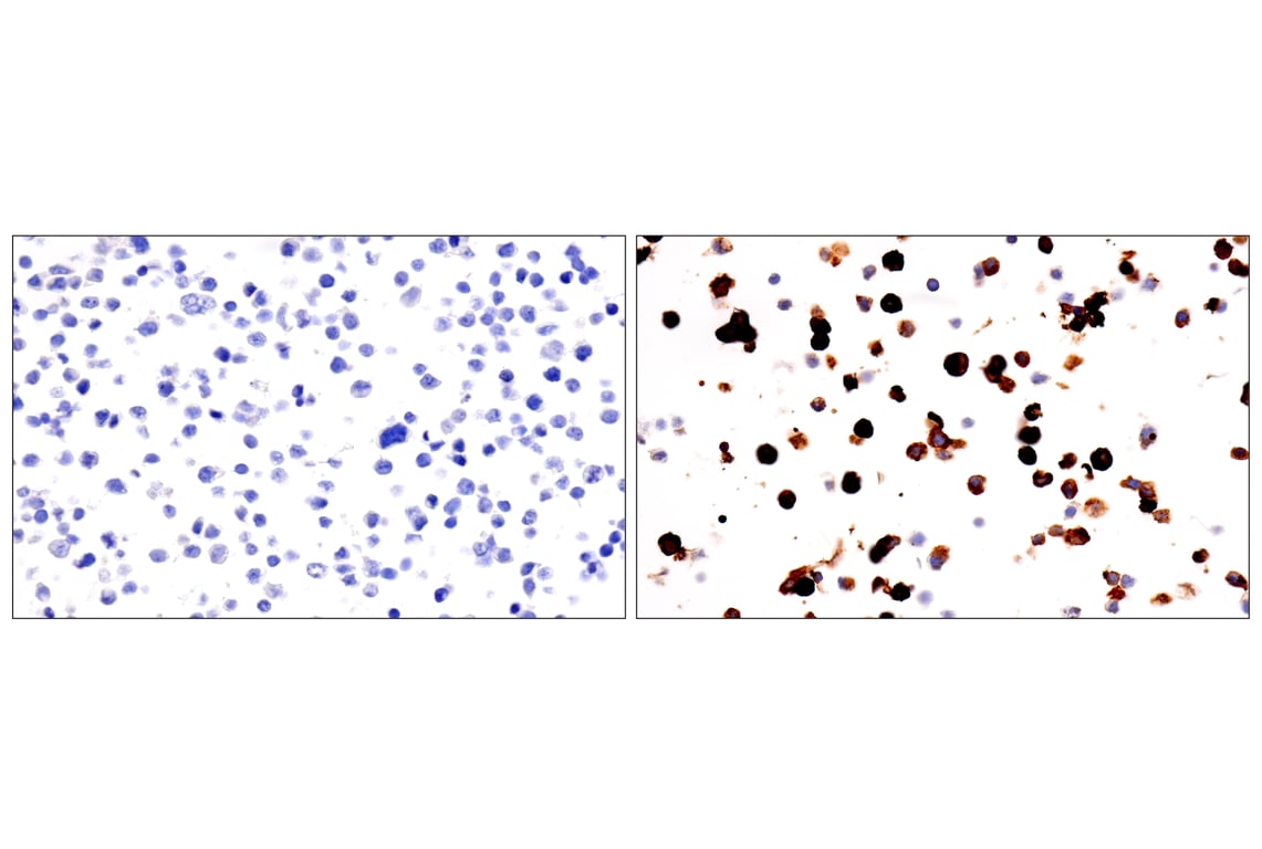 Immunohistochemistry Image 7: VGLUT1 (E8L5B) Rabbit Monoclonal Antibody
