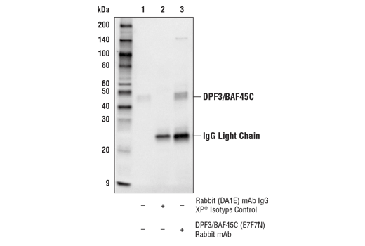 Immunoprecipitation Image 1: DPF3/BAF45C (E7F7N) Rabbit Monoclonal Antibody