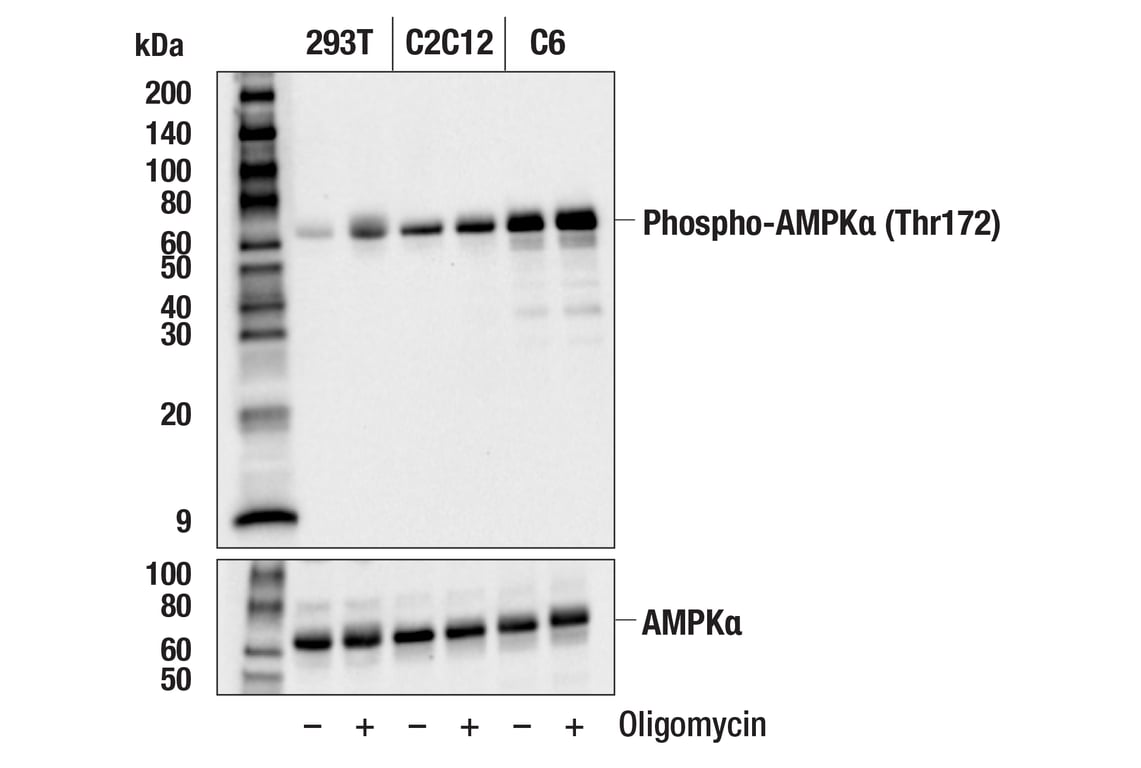 Western Blotting Image 2: Phospho-AMPKα (Thr172) (D4D6D) Rabbit mAb