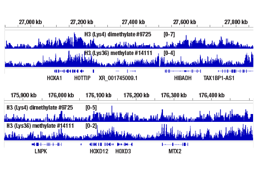 CUT & RUN Image 2: Di-Methyl-Histone H3 (Lys4) (C64G9) Rabbit Monoclonal Antibody