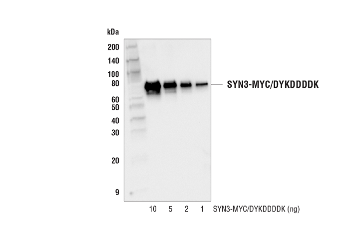 Western Blotting Image 2: DYKDDDDK Tag (D6W5B) Rabbit Monoclonal Antibody (Binds to same epitope as Sigma-Aldrich Anti-FLAG M2 antibody) (BSA and Azide Free)
