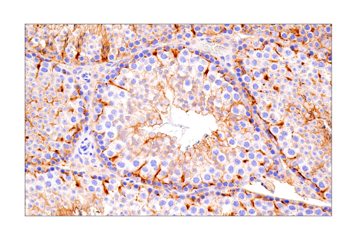 Immunohistochemistry Image 13: Connexin 43 (E7N2R) Rabbit Monoclonal Antibody
