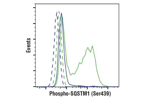 undefined Image 35: p62/KEAP1/NRF2 Pathway Antibody Sampler Kit