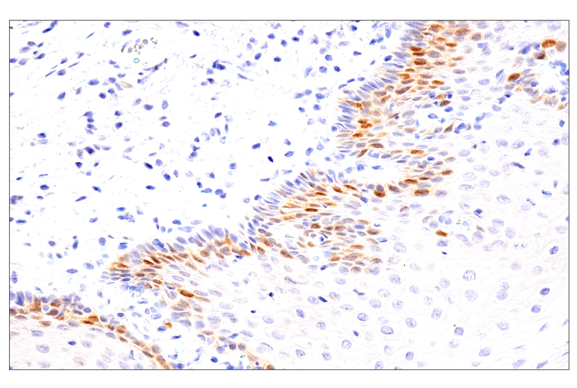 Immunohistochemistry Image 11: Chk1 (2G1D5) Mouse mAb